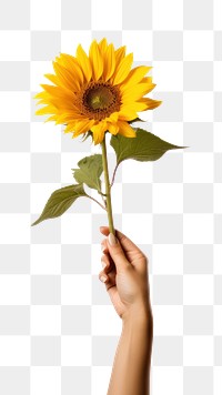 PNG Sunflower holding plant hand. AI generated Image by rawpixel.