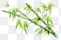 PNG Bamboo plant freshness vegetable. AI generated Image by rawpixel.