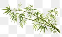 PNG Bamboo plant transparent background freshness. 