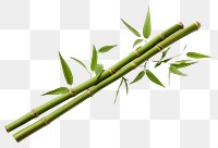 PNG Bamboo plant transparent background asparagus. AI generated Image by rawpixel.