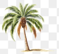 PNG Tree plant white background palm tree. 