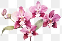 PNG Orchid blossom flower plant. 