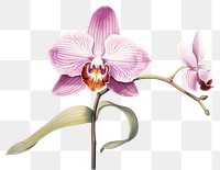 PNG Orchid flower plant  