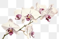 PNG Orchid blossom flower plant. 