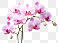 PNG Orchid flower petal plant. 