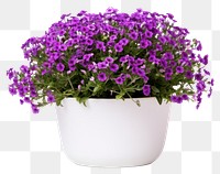 PNG Flower purple plant herbs. 