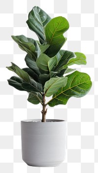 PNG Leaf plant houseplant freshness. 