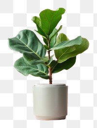 PNG Leaf windowsill plant houseplant. AI generated Image by rawpixel.