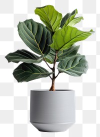 PNG Leaf plant vase houseplant. 