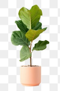 PNG Leaf plant houseplant flowerpot. AI generated Image by rawpixel.