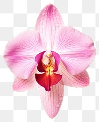 PNG Orchid flower petal plant. 