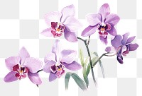 PNG Orchid blossom flower plant. AI generated Image by rawpixel.