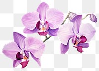 PNG Orchid flower plant  