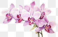 PNG Orchid flower plant  