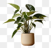 PNG Plant leaf vase houseplant. 