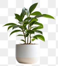 PNG Plant bonsai leaf vase. 