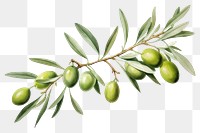 PNG Branch plant olive green. 