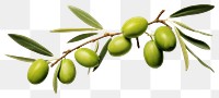 PNG Branch olive plant green. 