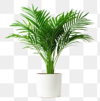 PNG Plant leaf tree houseplant. 