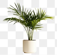 PNG Plant leaf vase tree. 