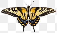 PNG Butterfly animal insect white background. AI generated Image by rawpixel.