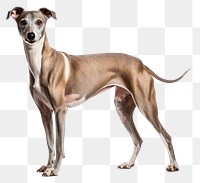 PNG Dog pet whippet mammal. 