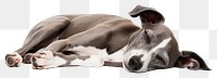 PNG Dog pet whippet animal. AI generated Image by rawpixel.