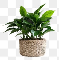 PNG Basket plant leaf houseplant. 