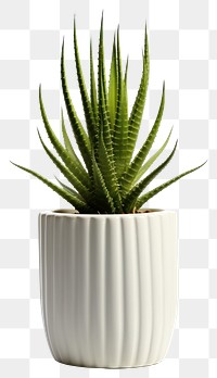 PNG Plant cactus aloe vase. 