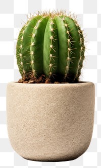 PNG Cactus plant white background potted plant. 