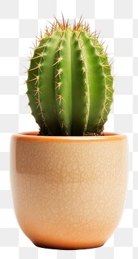 PNG Cactus plant white background potted plant. 