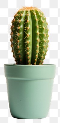 PNG Cactus plant white background potted plant. 