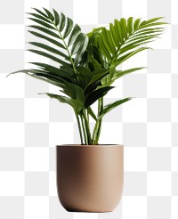 PNG Plant leaf vase 