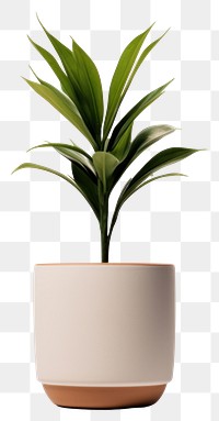 PNG Plant leaf vase  