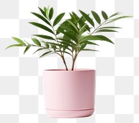 PNG Plant vase leaf  