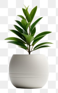 PNG Plant vase leaf  