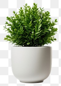 PNG Plant white herbs vase. 