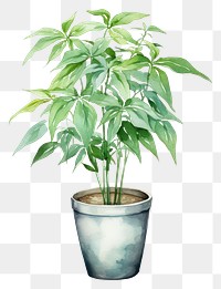 PNG Plant green leaf houseplant. 