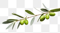 PNG Branch plant olive leaf. 