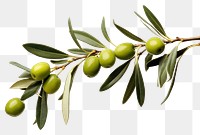 PNG Branch plant olive leaf. 