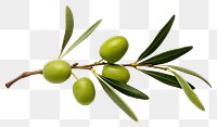 PNG Branch plant olive leaf. 