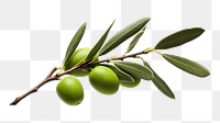 PNG Branch olive fruit plant. 