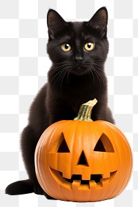 PNG  Halloween mammal animal black. AI generated Image by rawpixel.