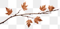 PNG Maple tree branch plant. AI generated Image by rawpixel.