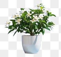 PNG Plant flower leaf vase. 