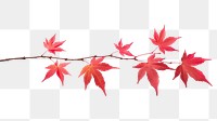 PNG Maple tree branch plant. AI generated Image by rawpixel.