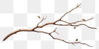 PNG Tree branch plant leaf. AI generated Image by rawpixel.