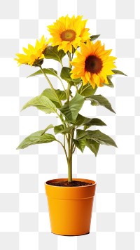 PNG Sunflower plant inflorescence. 