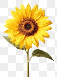 PNG Sunflower plant inflorescence asteraceae. AI generated Image by rawpixel.