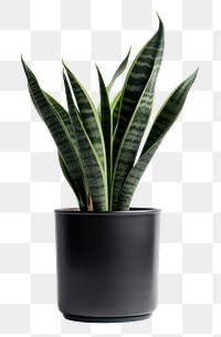 PNG  Plant leaf vase bromeliaceae. AI generated Image by rawpixel.